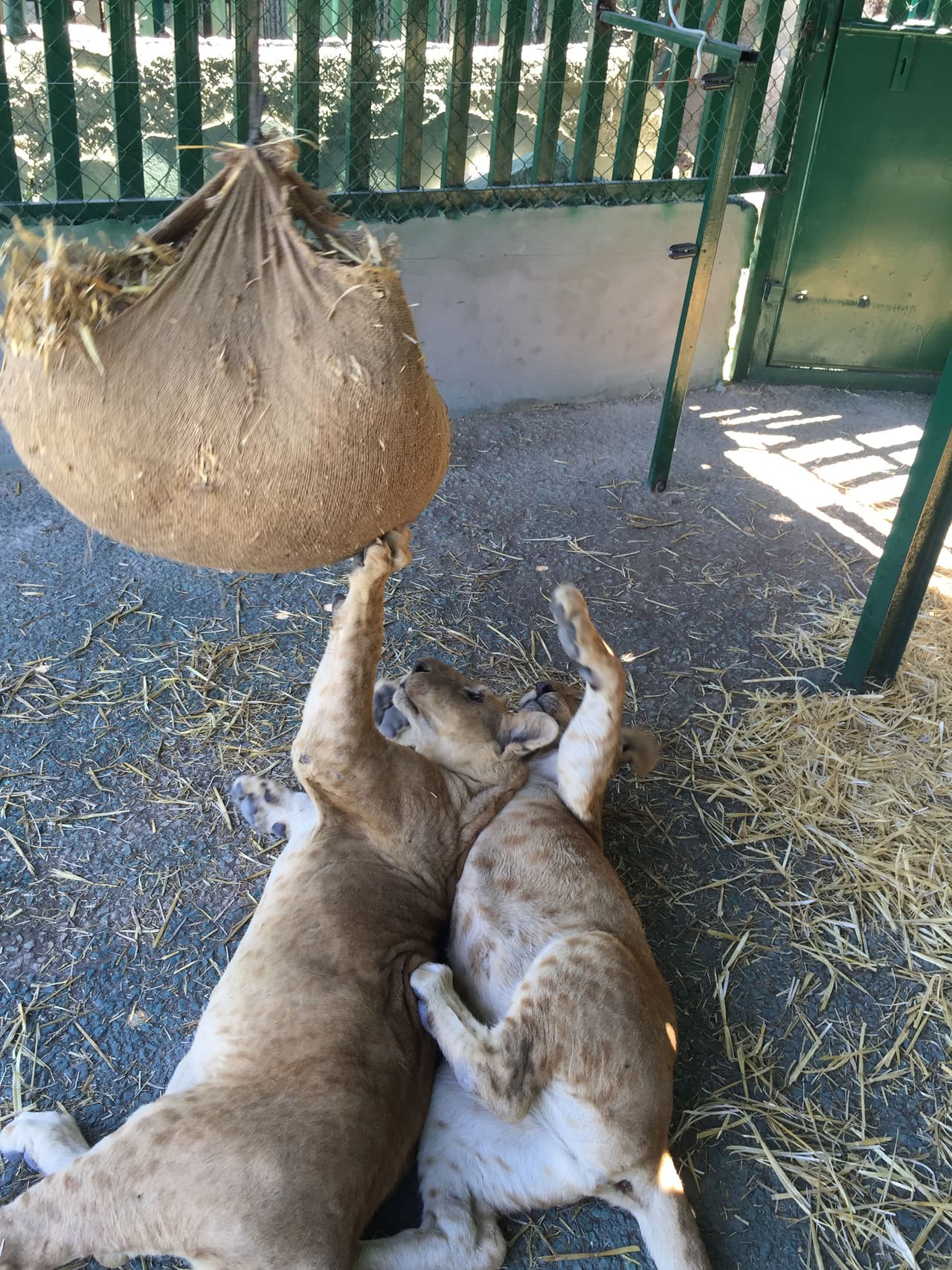 Dicho lugar se encontraba justo en la Franja de Gaza.