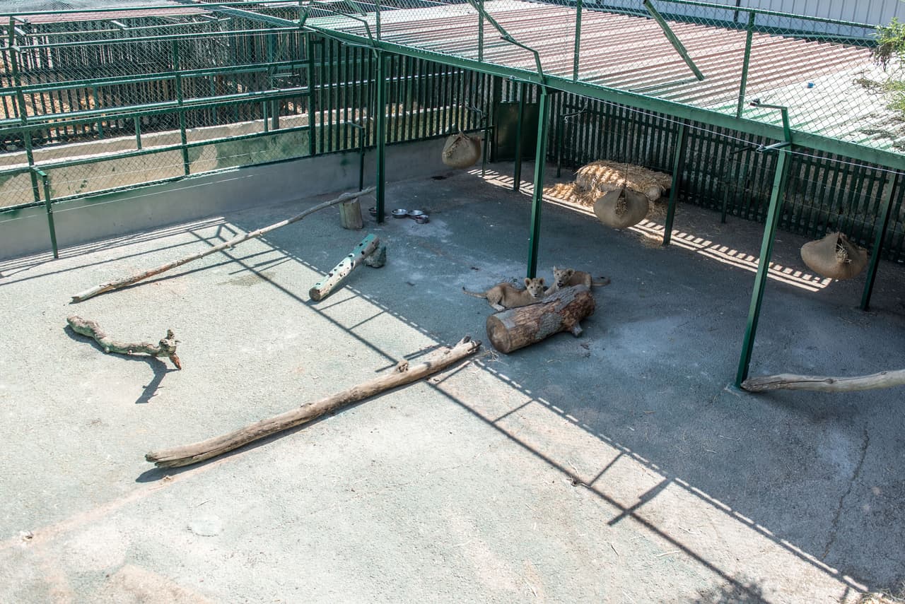 Llegó una segunda oportunidad para estos inseparables cachorros de león.