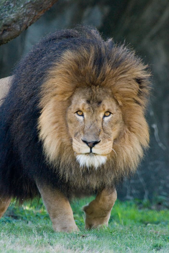 Jonathan fue traído al zoológico de Houston en 2006 y vivió la mayor parte de su vida allí. El león había sido rescatado de un dueño particular cuando tenía pocos años de edad.