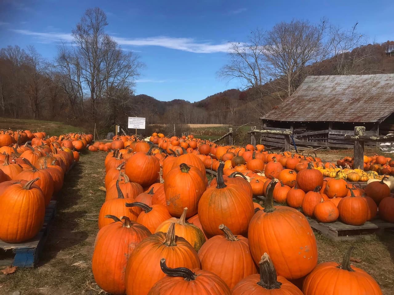 <b>Harvest Farm (Valle Crucis)</b>
<br>
<b>Sitio web</b>: 
<a href="https://harvestfarmwnc.com/">https://harvestfarmwnc.com/</a> 
<br>
<b><a href="https://maps.app.goo.gl/tLsVBGcto9dEU7v57">Cómo llegar</a> </b>
<br>
<br>Esta granja rústica te permite cosechar una calabaza y caminar por el laberinto de maíz, entre otras atracciones.