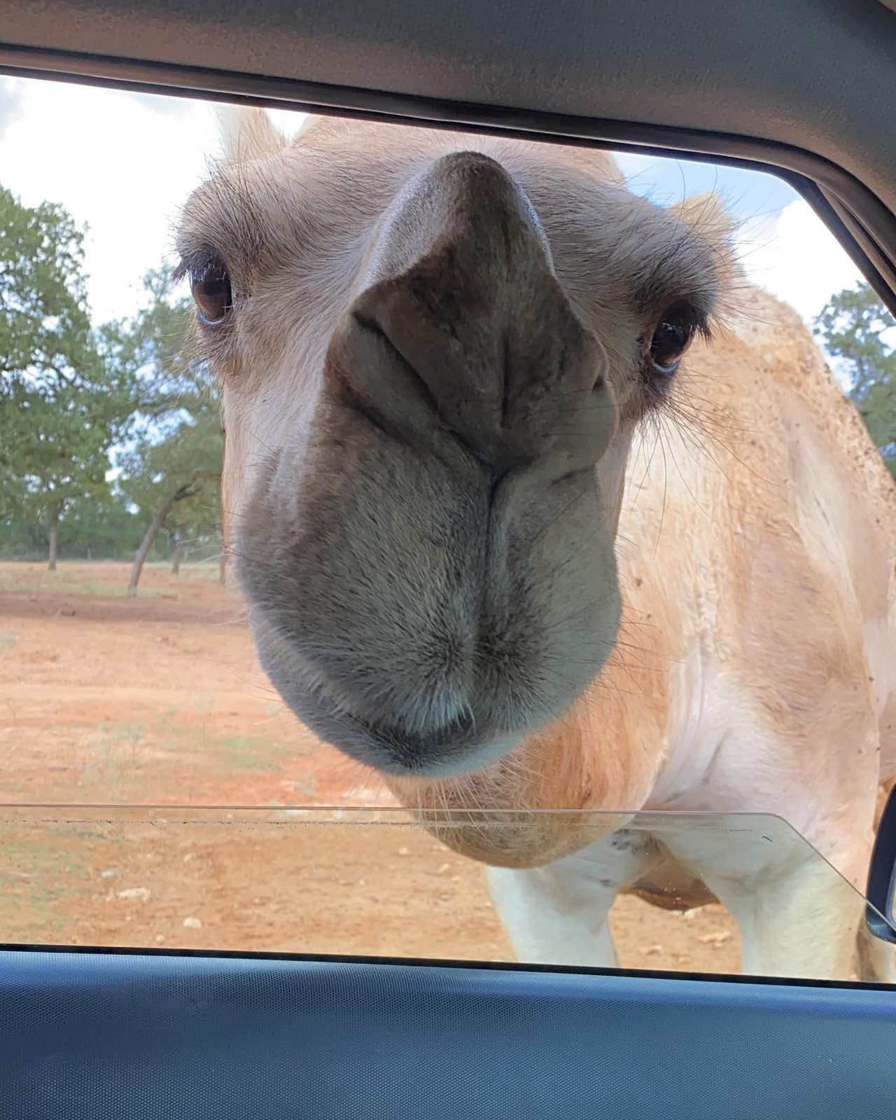 Los únicos animales que no pueden alimentar a mano son las especies de cebras y aves. ¡Ambos muerden!
<br>