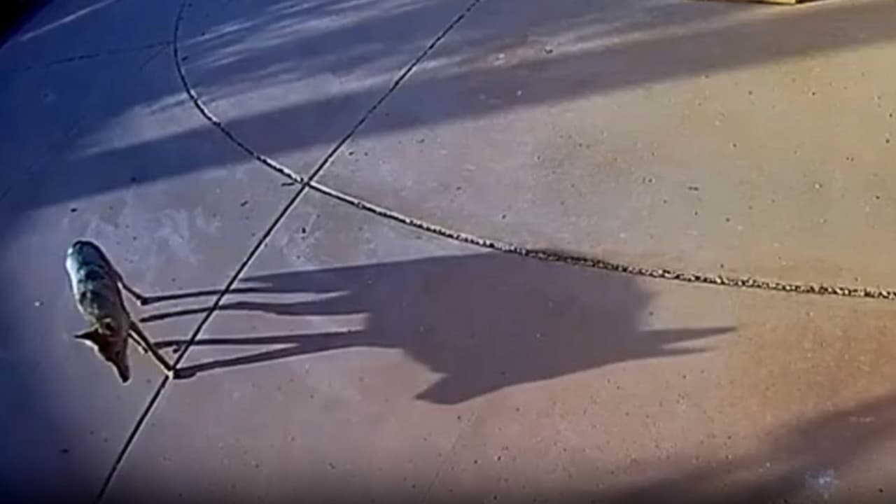 Coyote ataca a dos niños en incidentes separados en Scottsdale