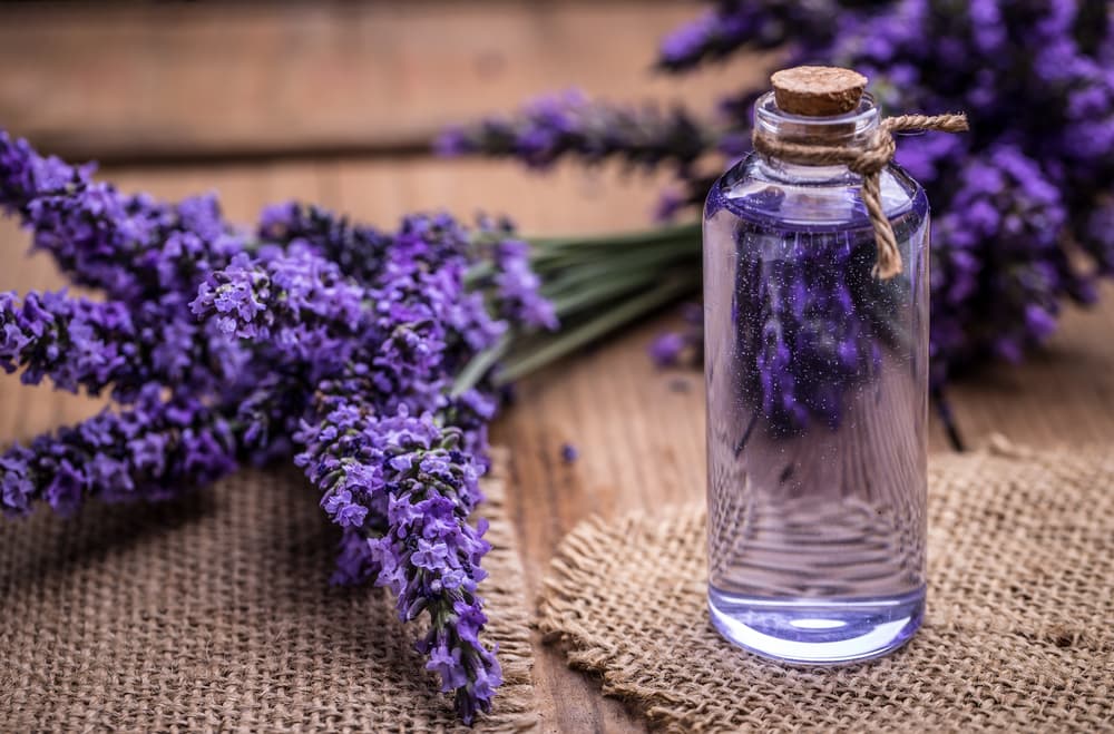 La lavanda también actúa como un poderoso escudo para alejar la envidia. Rocía con esencia de lavanda tu ropa, sobre todo si interactúas o vas a reunirte con alguien que estás seguro que te tiene mala fe y energía negativa.
