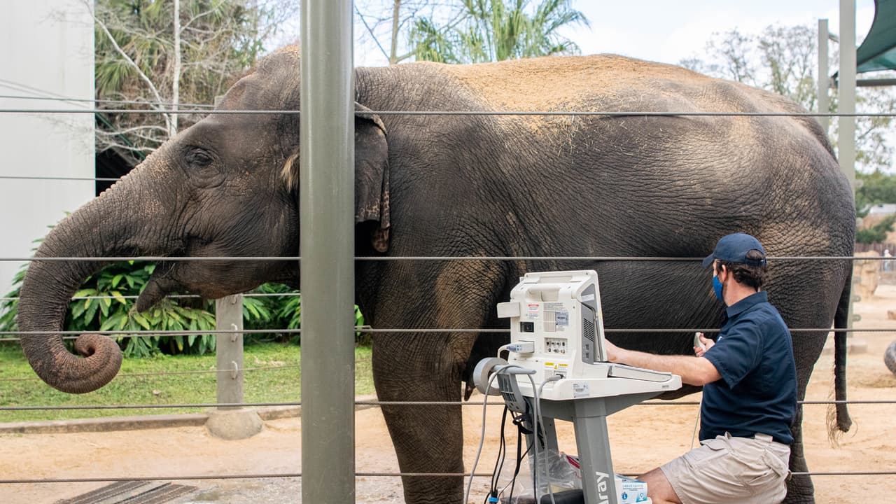 El zoológico de Houston está haciendo un adorable anuncio justo a tiempo para el Día de San Valentín.