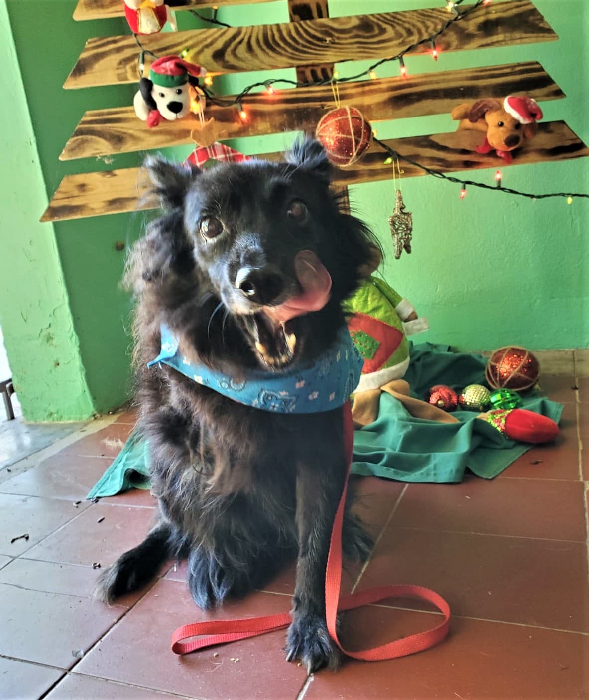 Frida saborea alimentos frente a un árbol de Navidad.