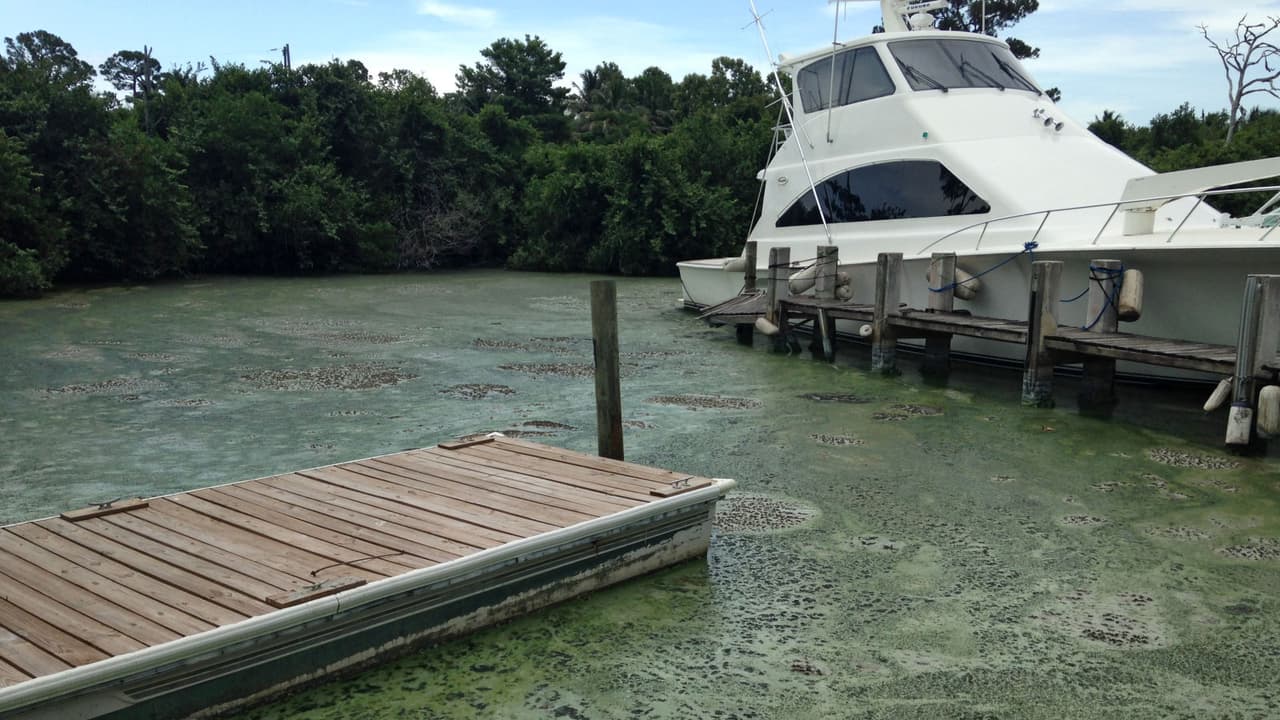 Los brotes de algas, tal como aparecen aquí en Stuart, Florida en julio del 2016, representan un efecto secundario de la actividad agrícola y el drenaje artificial en el Sur de la Florida.
