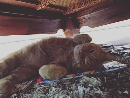 Uno de los días que más recuerda con cariño fue cuando le regalaron a su gatito.