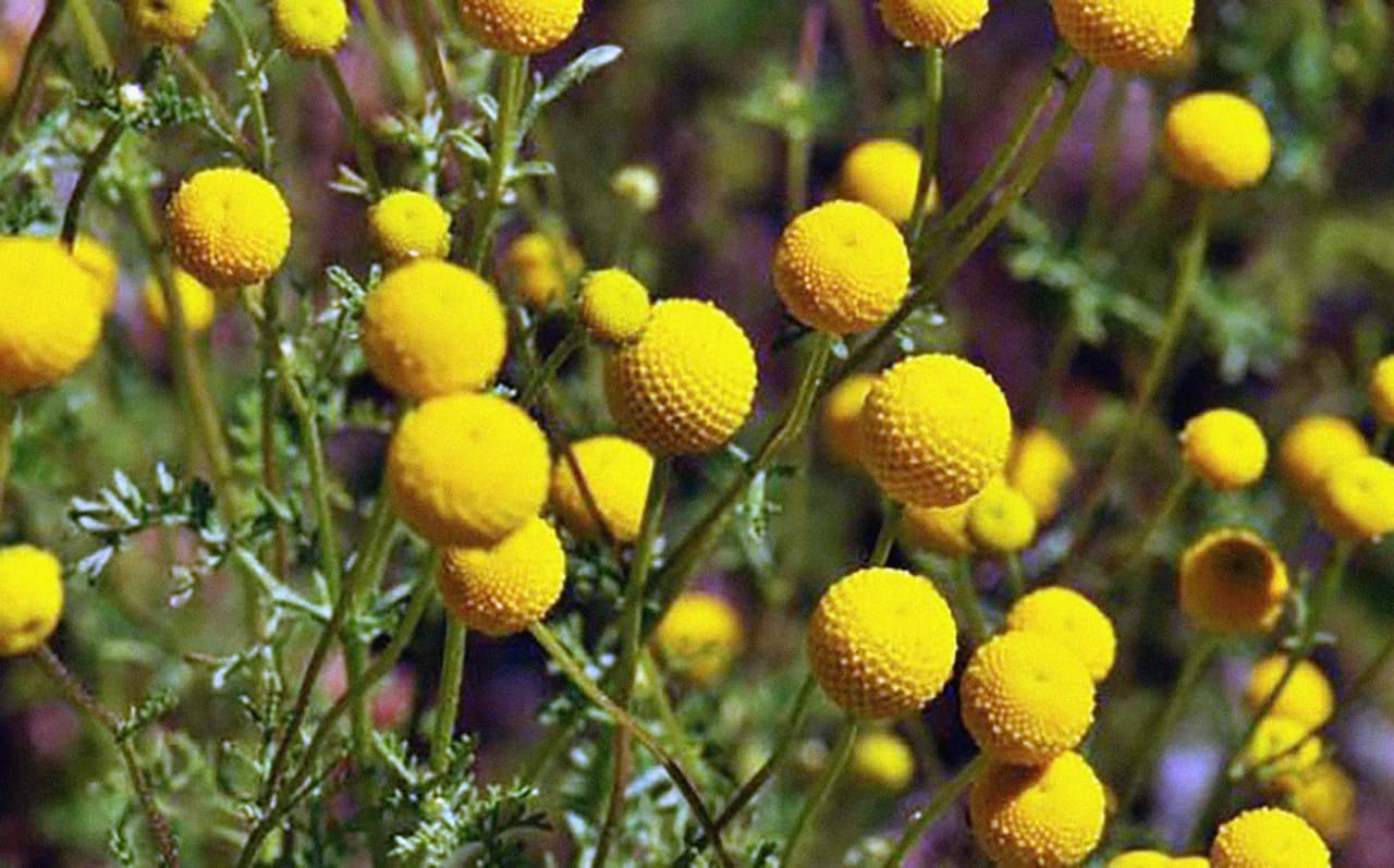 Varios departamentos del condado Pima y la Sociedad de Plantas Nativas de Arizona han unido esfuerzos en la lucha contra la proliferación de esta hierba en el área