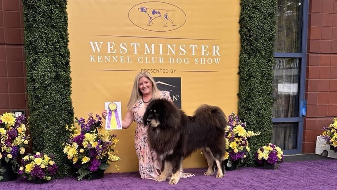 Rafa, el mastín tibetano de Sonoma, triunfa en la competencia canina más importante del mundo