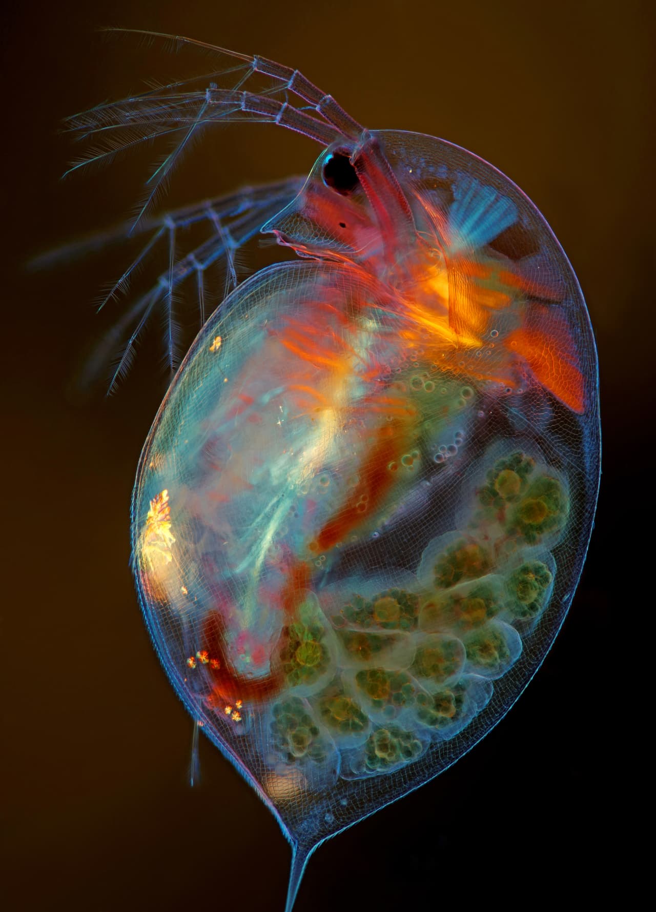 <b>Una hembra plancton embarazada.</b> Este diminuto crustáceo se conoce como Daphnia Magna.