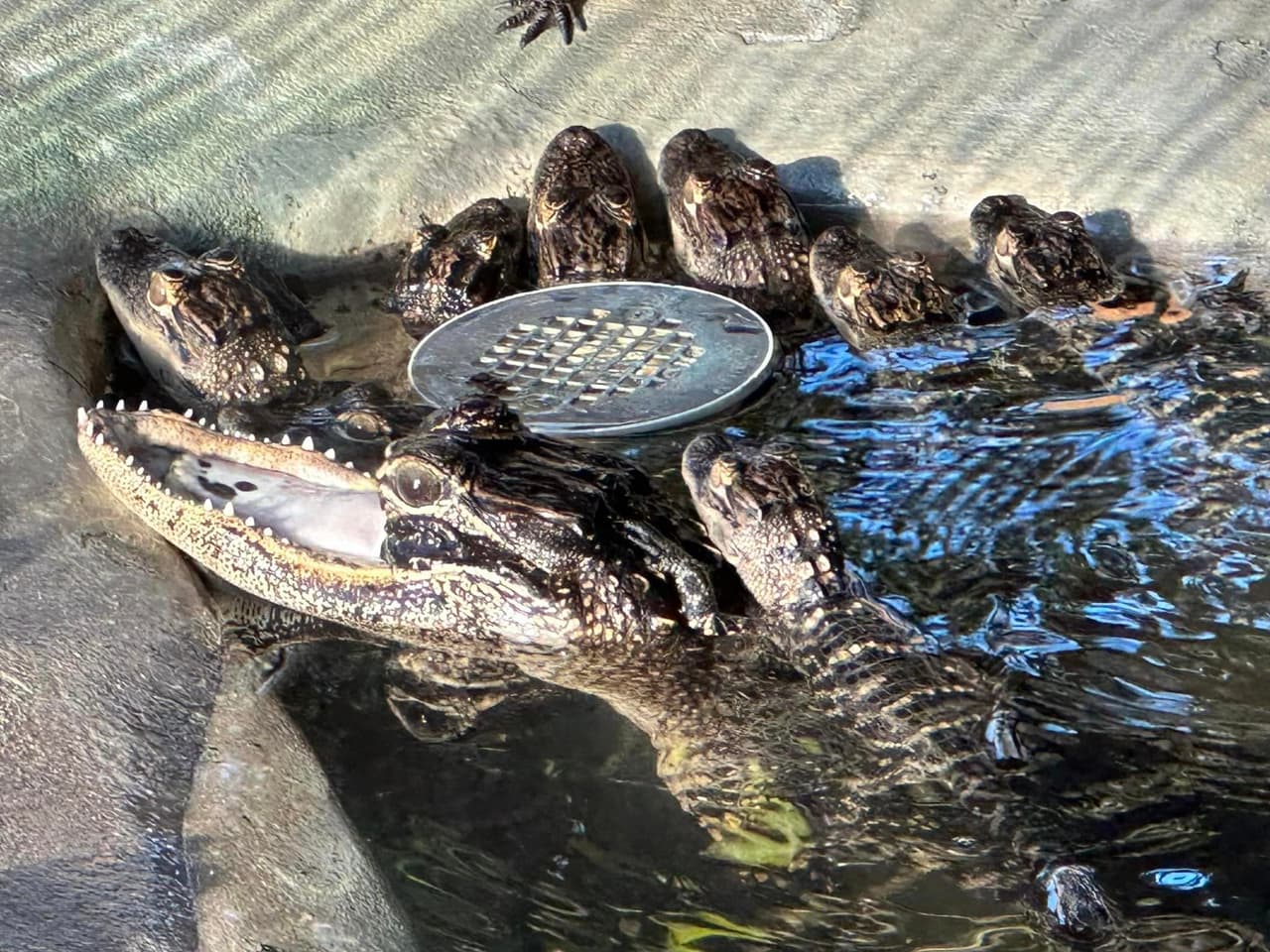 Según Gatorland, Jawlene, a quien consideran una "celebridad", ha ganado peso, está en buen estado de salud y se maneja bien en el estanque de crías de lagartos en la que fue puesta y donde podrá ser vista por los visitantes a Gatorland.