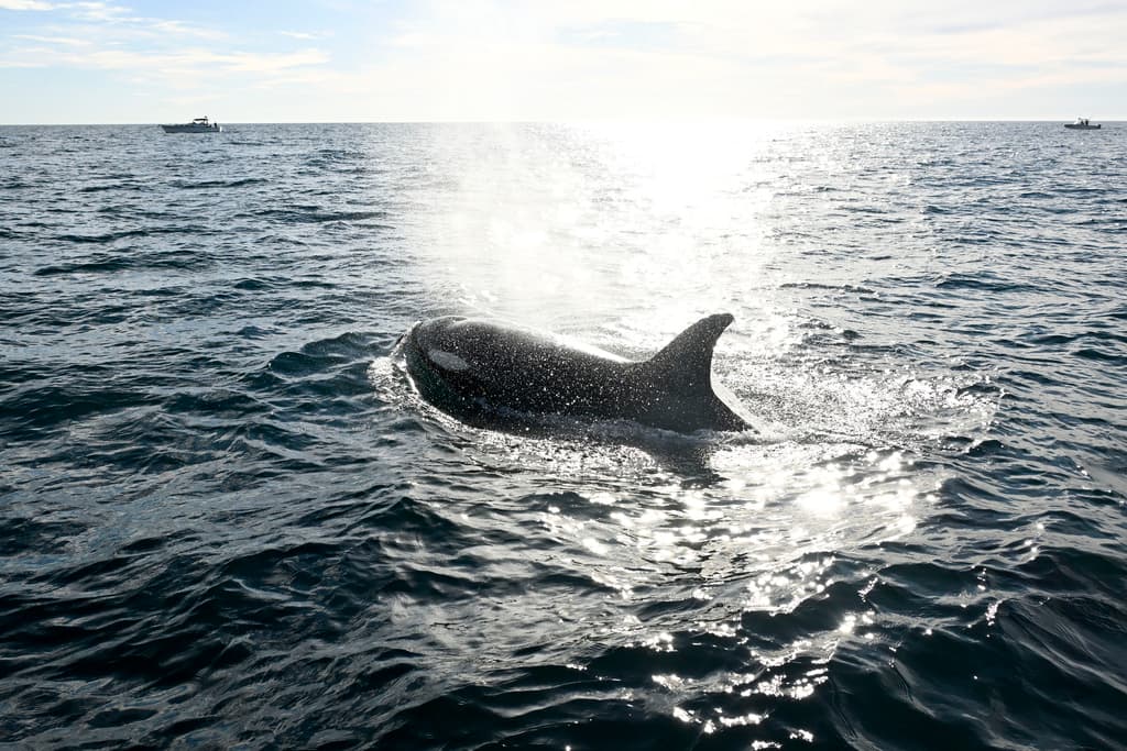 Las orcas parecen haber encontrado el paraíso en Point Loma,
<b><a href="https://www.univision.com/local/los-angeles-kmex/nace-ballena-gris-turistas-dana-point-california" target="_blank">San Diego</a></b>.