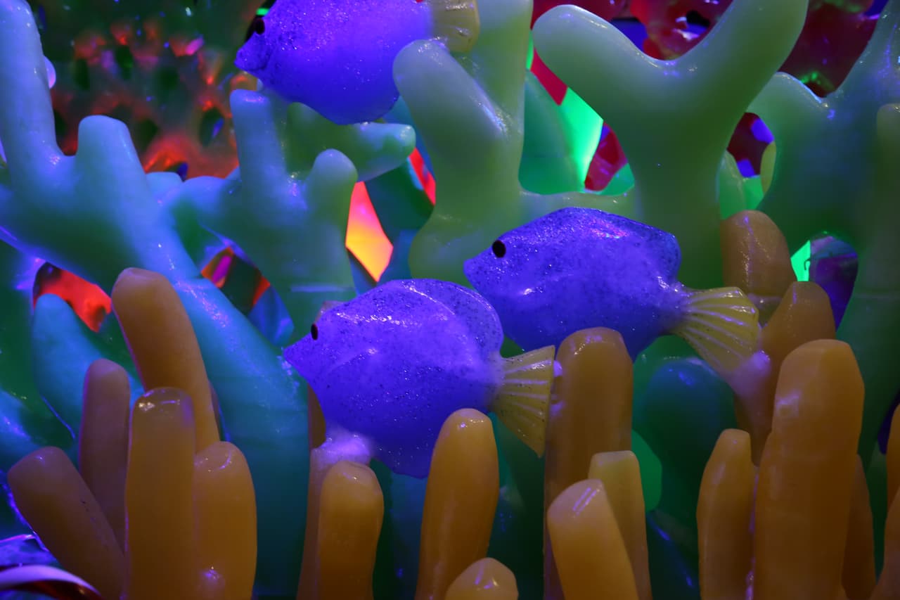 Los pececillos más chicos parecen escondense entre las algas.