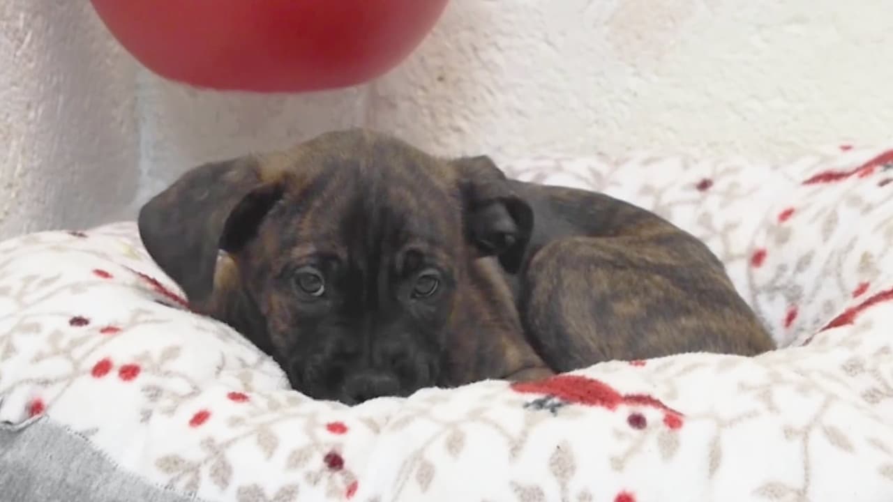 El perro es el mejor amigo del hombre, y los amigos no se compran, se adoptan