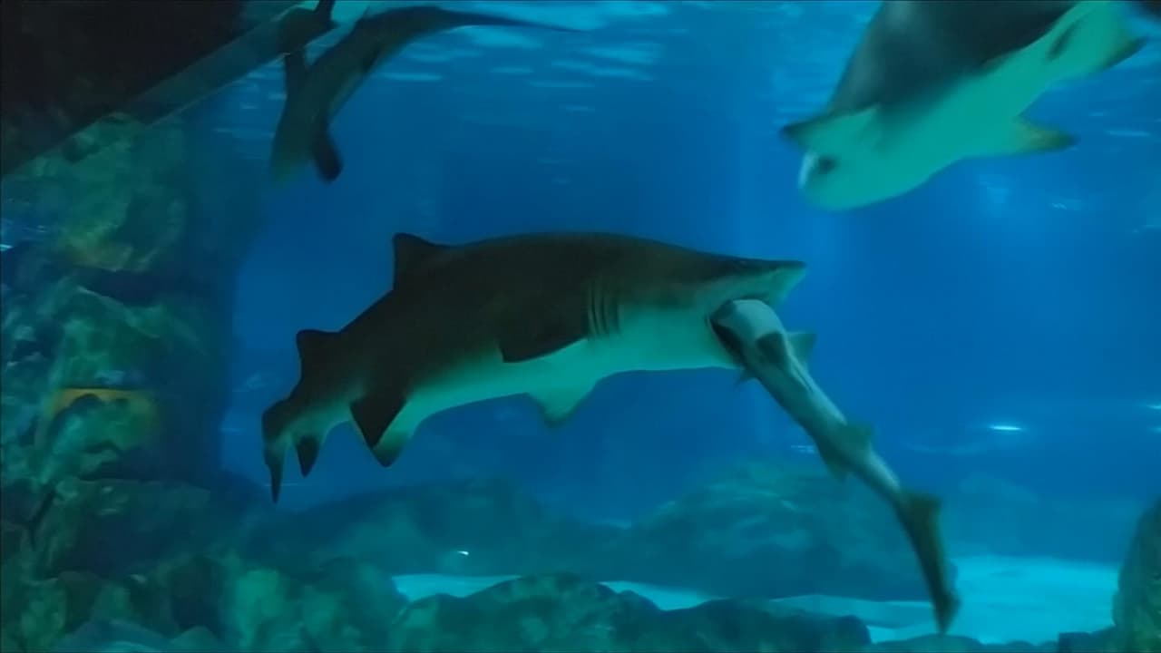 El tiburón que se tragó a otro tiburón