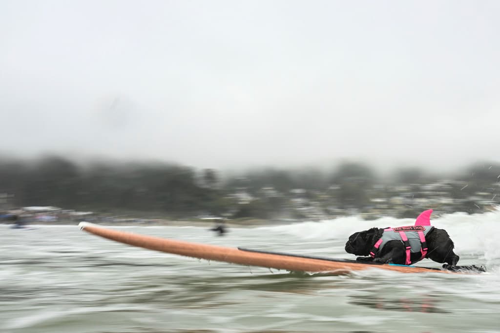 Por más impresionante que pudiera ser ver una ballena a lo lejos haciendo distintos movimientos, la atención del público estuvo puesta en el Campeonato Mundial de Surfing Canino, a menos de 3 millas de distancia, en las playas de Pacífica. Allí aplaudieron el talentazo de 
<b>Iza</b>, quien con su rosada aleta dorsal de tiburón, corrió la ola como una profesional.