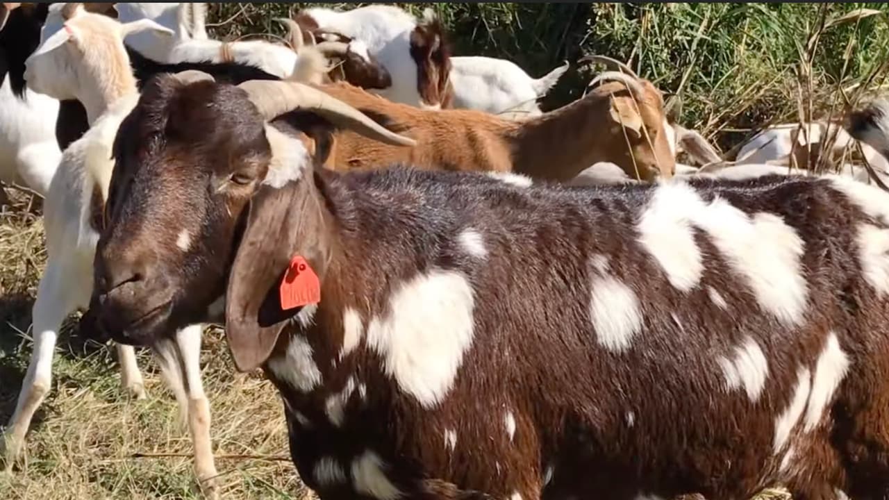 Estos estanques ayudan a evitar
<a href="https://www.univision.com/local/houston-kxln/mudanza-tras-huracan-rice-university">inundaciones</a> en caso de fuertes lluvias en Houston.