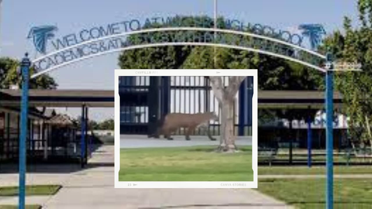 Vecinos graban a un puma cerca de una escuela en Atwater