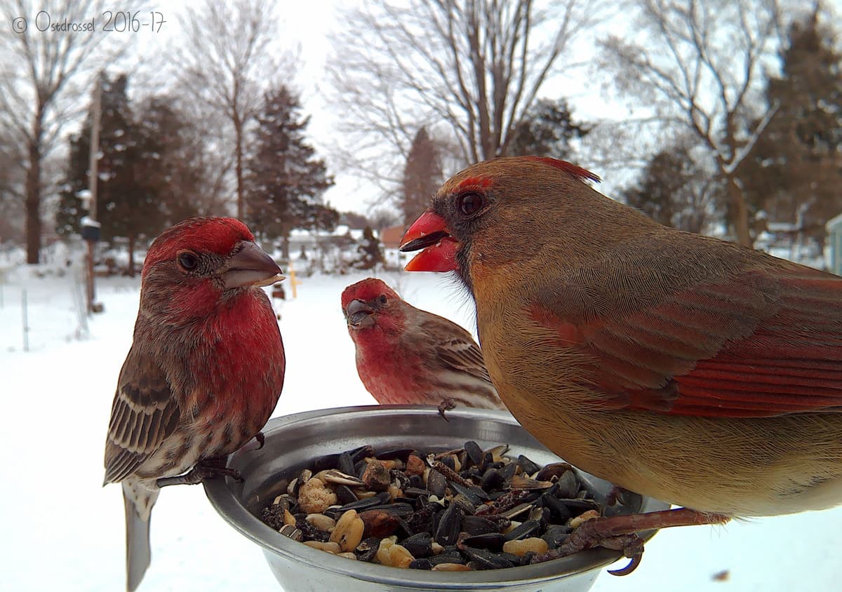Dos jilgueros y un cardenal, todos juveniles, parecen conversar en el comedero. Ambas especies tienen un plumaje diferenta cuando son jóvenes que el que luego adquieren en su madurez.