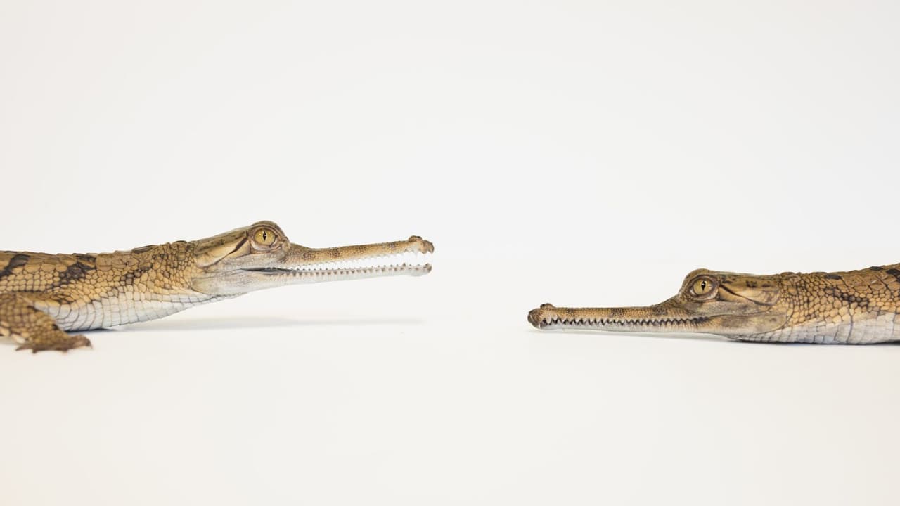 En tiempos donde
<b> los animales más raros están desapareciendo</b>, este zoológico texano nos recuerda algo poderoso: 
<b>cuando se cuida con amor y ciencia, hasta los cocodrilos más feos pueden tener un futuro. </b>