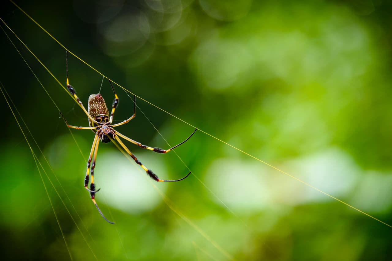 La araña errante brasileña, o araña del banano, es nativa de Sudamérica y los climas tropicales. Su picadura puede paralizar a una persona al instante y provocarle la muerte.