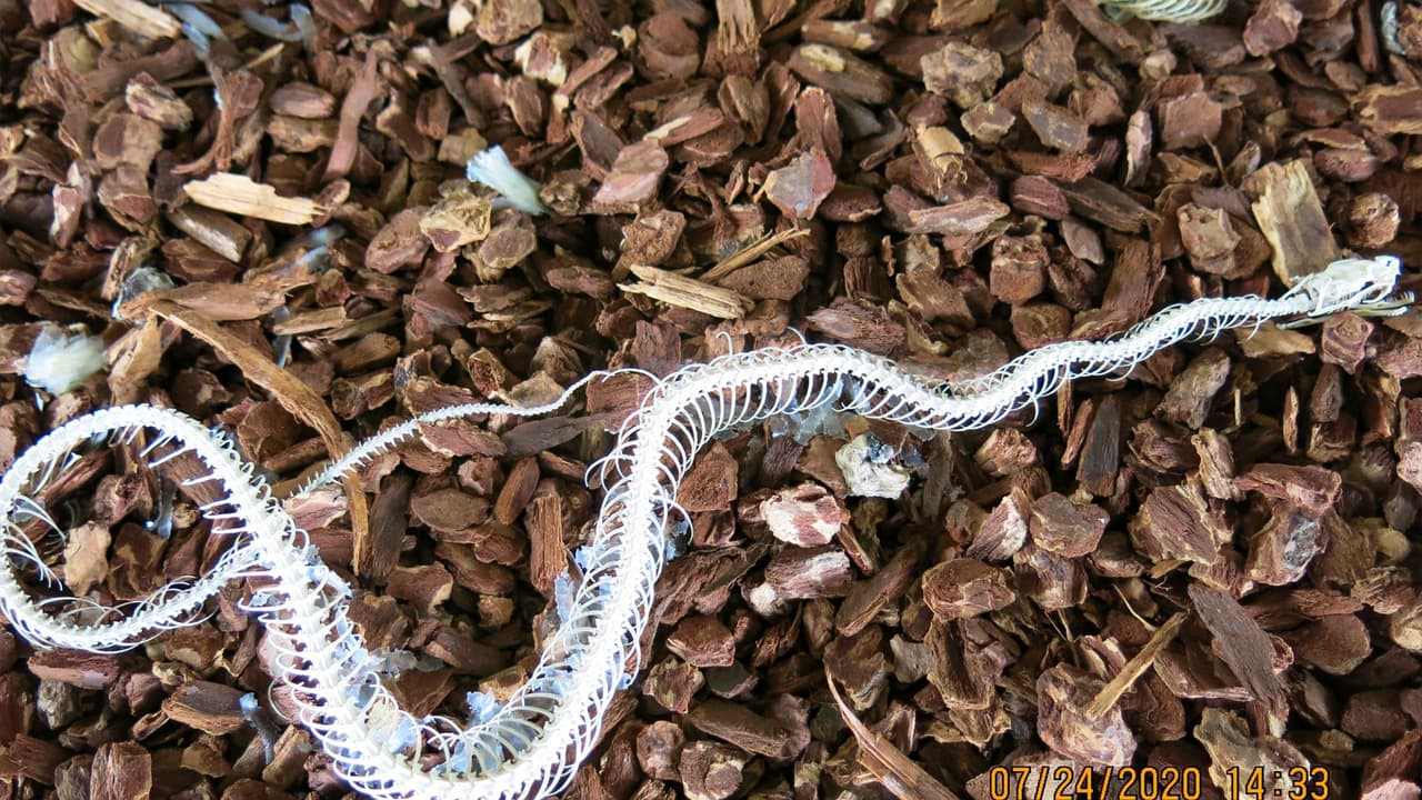 Además, se encontraron esqueletos de otras serpientes en la casa ubicada en la cuadra 18000 de la Falcon Forest Ct, al noreste de Houston.