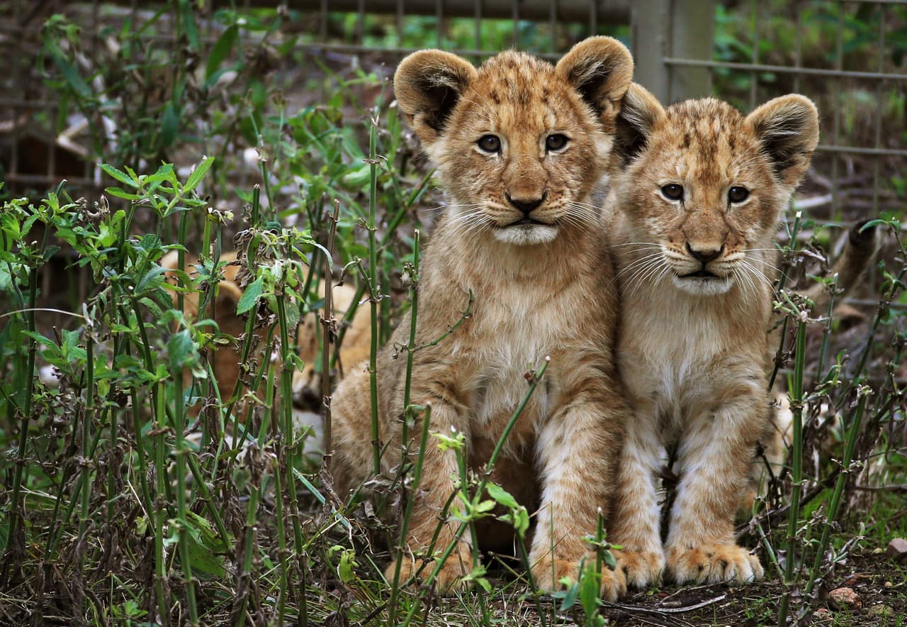 Lucen muy tranquilos, pero en realidad están en la edad de la curiosidad.