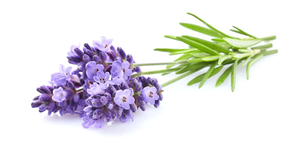 Más aliados para un Virgo dentro del mundo vegetal son la lavanda, la valeriana, la menta y el anís.