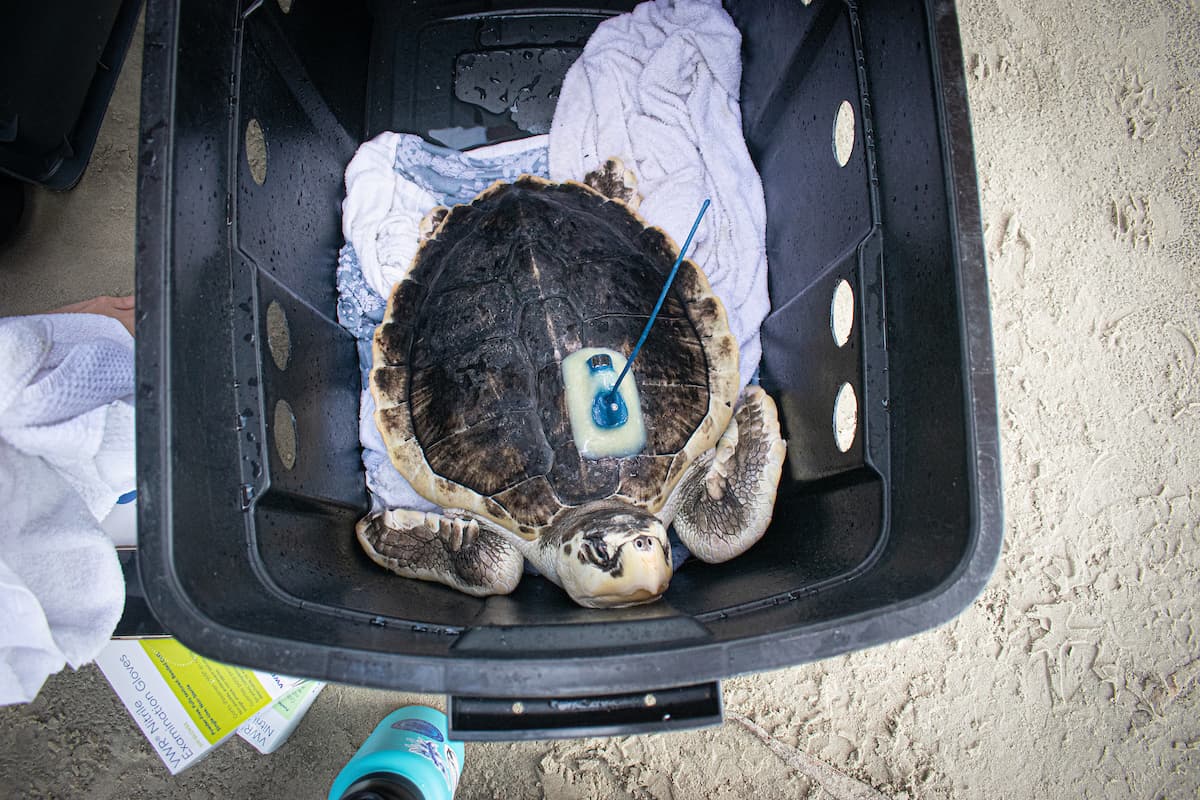 La historia de Boeier pone de relieve la increíble dedicación de los múltiples organismos y organizaciones sin ánimo de lucro como U.S. Fish & Wildlife, Sea Animal Rescue Team Foundation (Países Bajos), Rotterdam Zoo, Houston Zoo y Texas A&M University-Galveston's Gulf Center for Sea Turtle Research, que han trabajado incansablemente para garantizar su supervivencia y el éxito de su regreso a su hábitat natural.
<br>