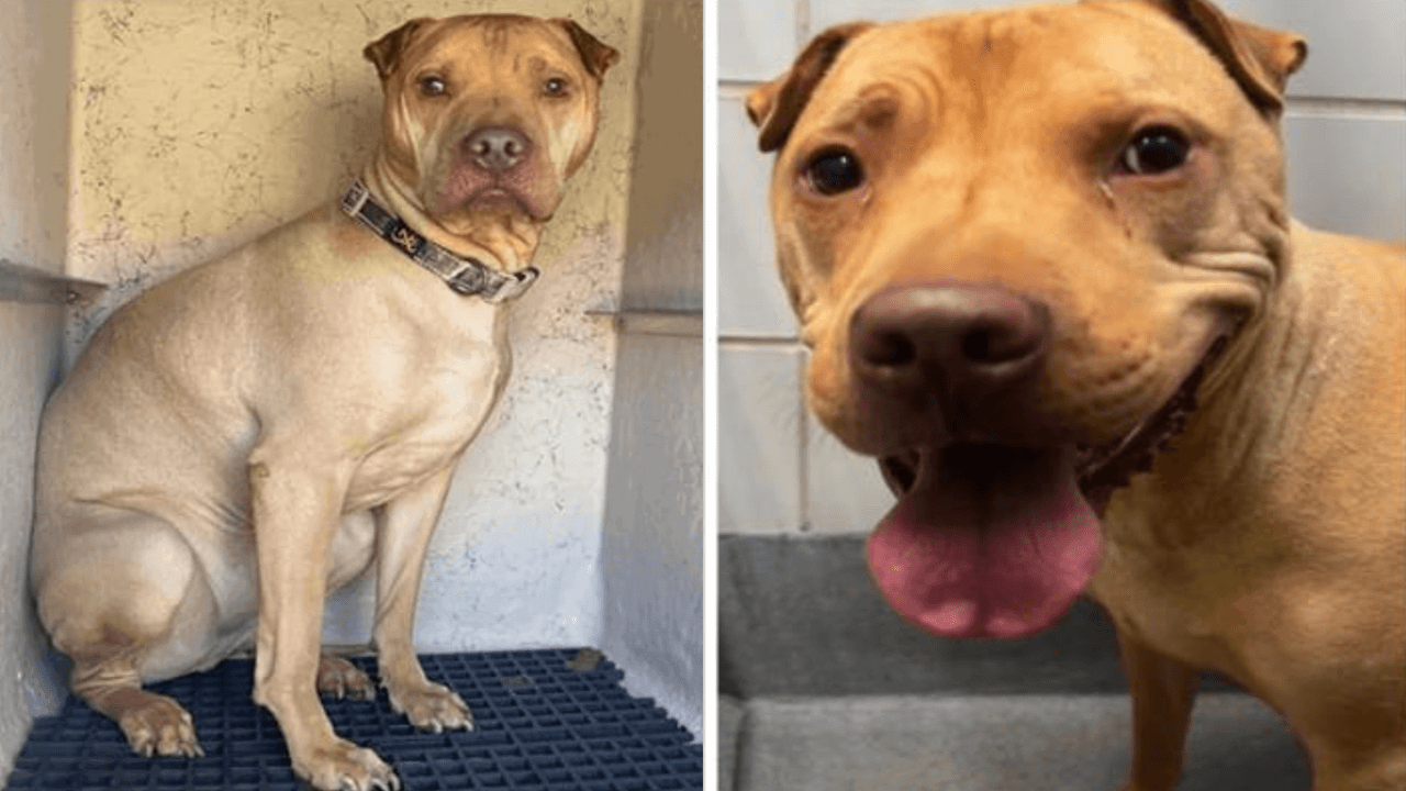 El perro de una mujer que fue asesinada en Texas podría ser sacrificado pronto, dice familiar