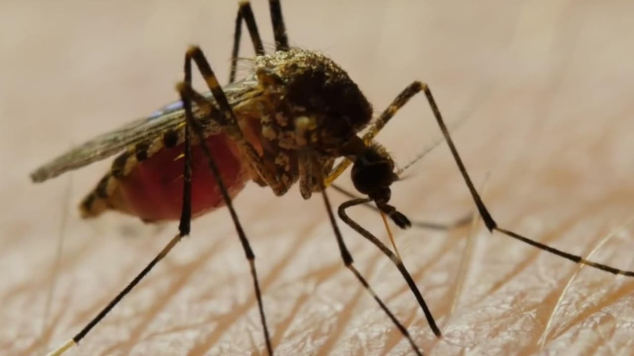Experto pide extremar precauciones contra mosquitos durante las vacaciones de verano