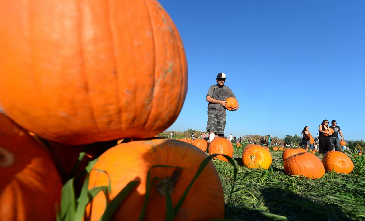Sweet Berry Farm en Marble Falls ya reabrió sus puertas para las actividades de otoño.