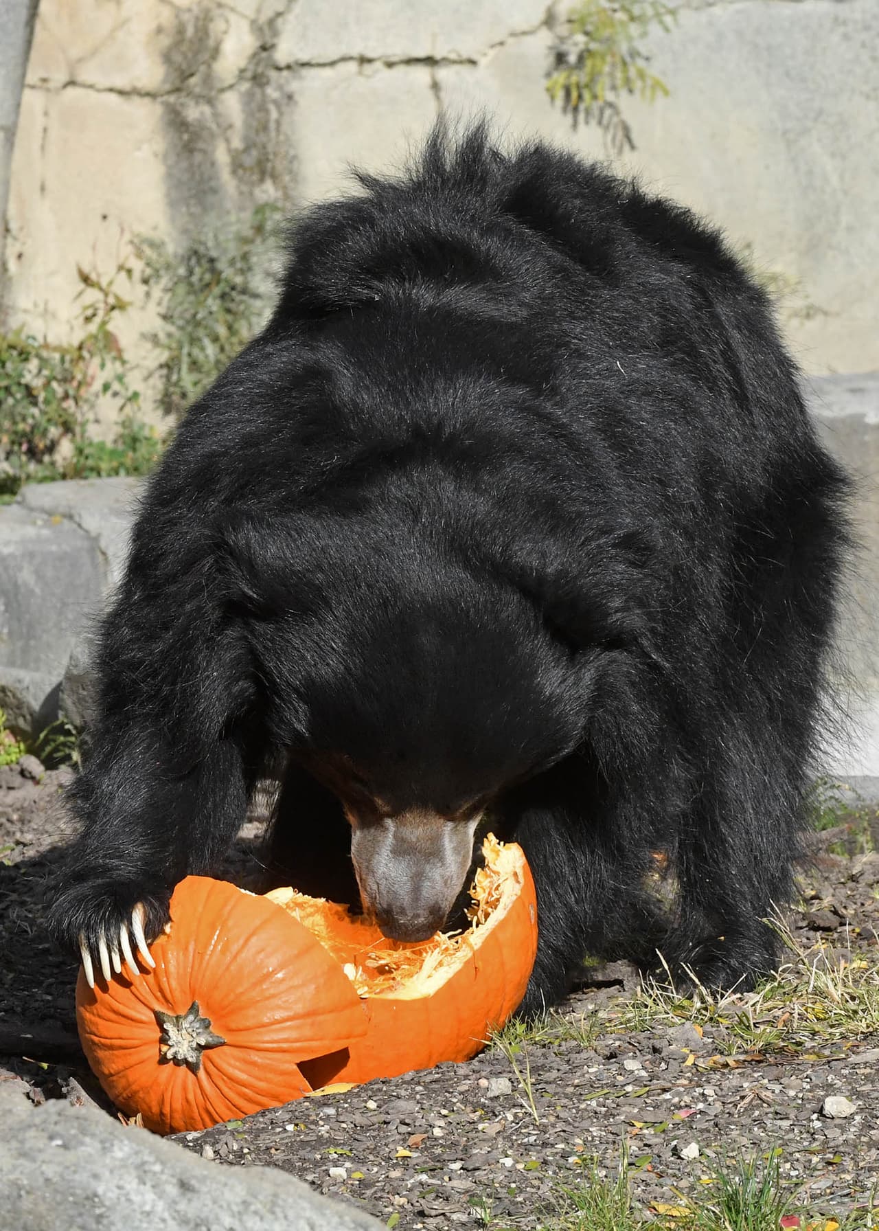 Kartik, uno de los osos perezosos del zoológico de Brookfield, araña su calabaza para llegar a las semillas.