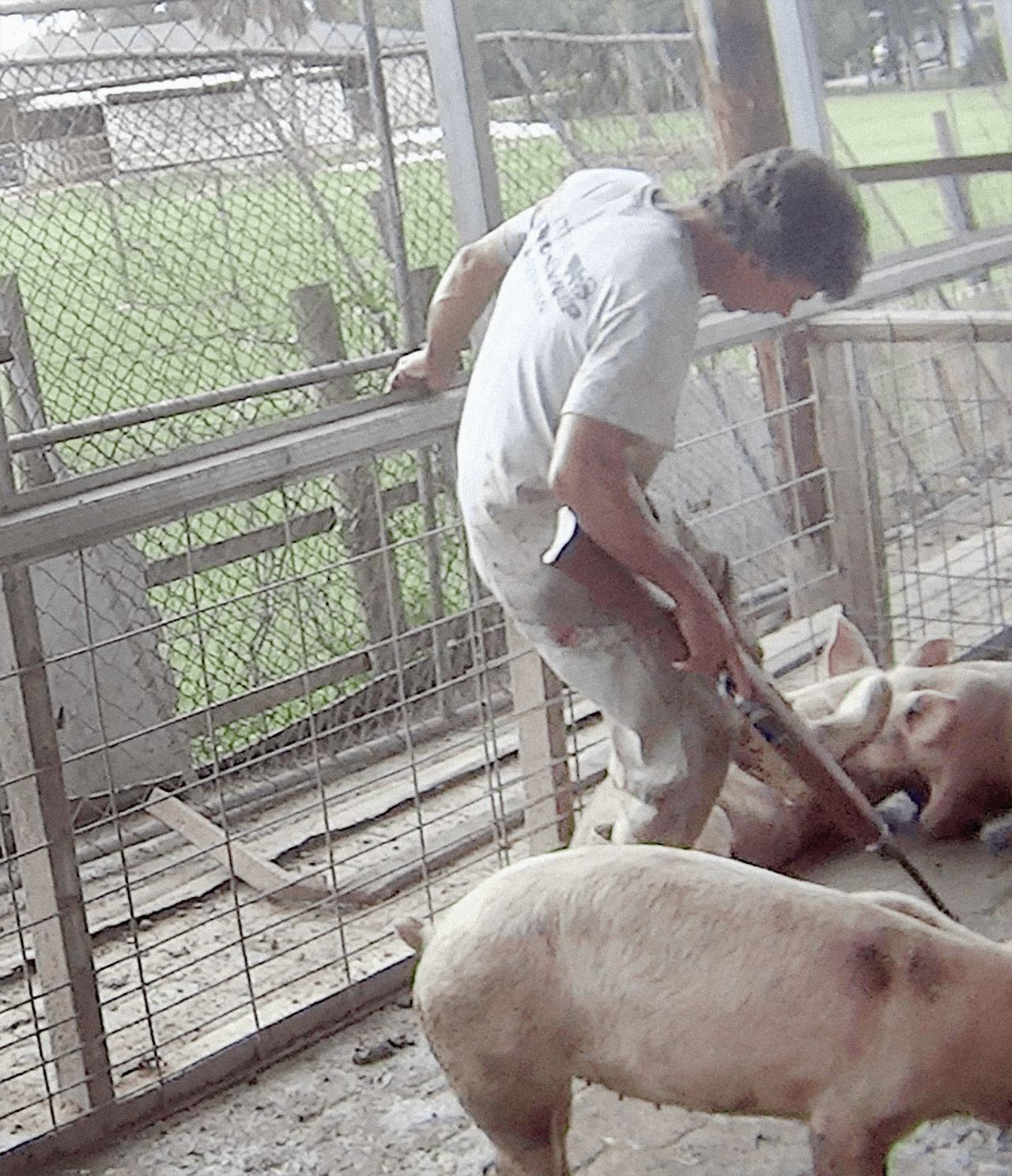 Según ARM, en las cuatro granjas, cuando las aves van a ser sacrificadas, los carniceros les tuercen el cuello sin matar al animal adecuadamente. Se dejan caer en ollas de agua hirviendo, mientras aún están conscientes y vivas.