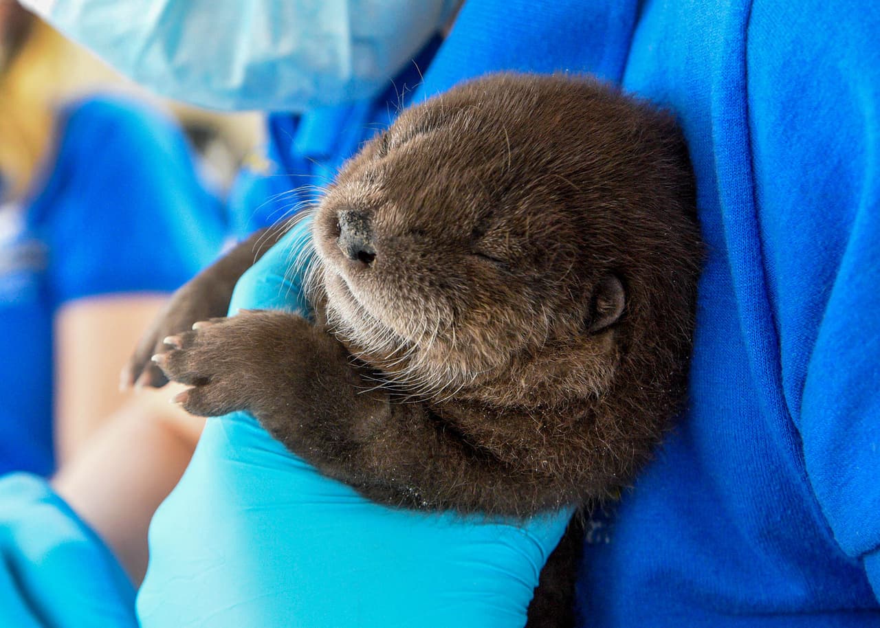 Flambeau: un río en el centro-norte de Wisconsin que también se encuentra en el hábitat nativo de las nutrias.
