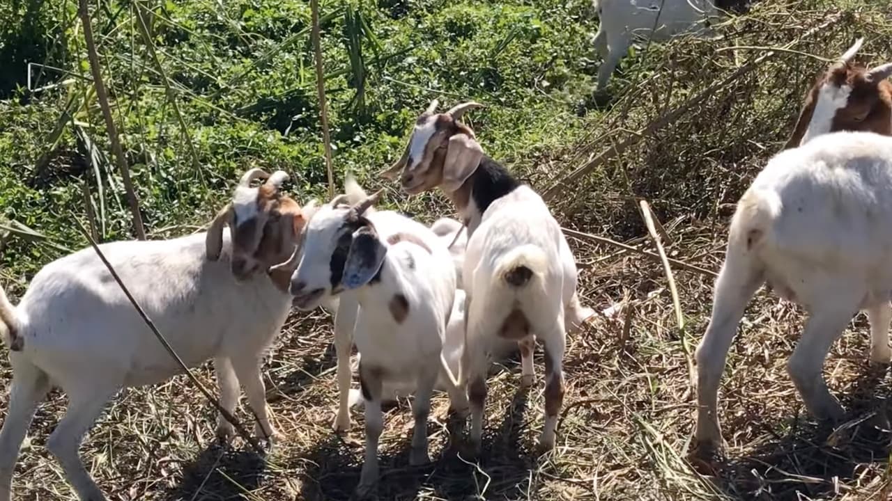 Los animales estarán por 10 días pastando en terrenos del norte de
<a href="https://www.univision.com/local/houston-kxln/tormenta-tropical-nicholas-ayuda-electricidad-houston-jose-rodriguez-houston-spring-branch-fotos">Houston. </a>
