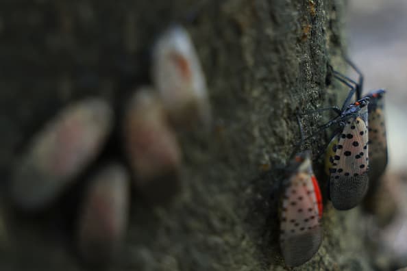 La primera detección confirmada de la mosca linterna moteada se realizó en Pensilvania en 2014 y se ha extendido a 17 estados, incluidos Tennessee y Carolina del Norte.