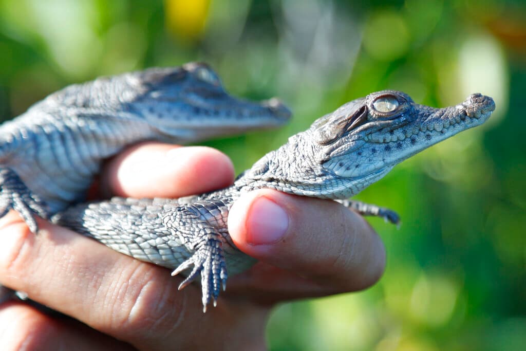 Una cocodrilo virgen logró fecundar sus huevos por sí sola en un zoológico de Costa Rica: ¿cómo fue posible?