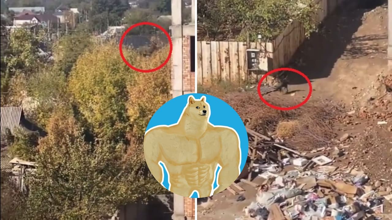 ¡Como si fuera gato! Perrito se lanza del quinto piso y termina ileso: video impacta a TikTok