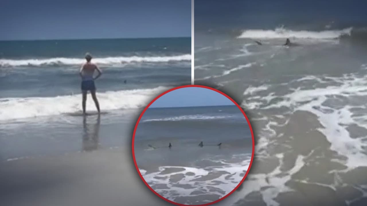 “¡Salgan del agua!”: tiburones nadan a metros de distancia de bañistas en playa de Florida
