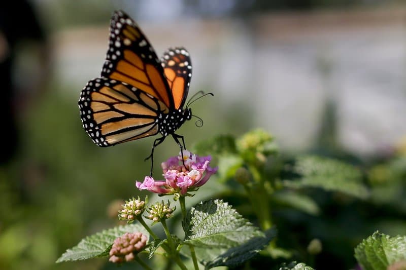 El número de mariposas monarca que aparecieron en sus lugares de descanso invernal en el centro de México
<b>disminuyó alrededor de un 26% este año</b>, y se perdieron cuatro veces más árboles debido a la
<b>tala ilegal, la sequía y otras causas</b>, lo que hace que 2020 sea un mal año para las mariposas, informó este jueves el
<a href="https://www.wwf.org.mx/?uNewsID=365988" target="_blank">Fondo Mundial para la Naturaleza</a> (WWF, por sus siglas en inglés).