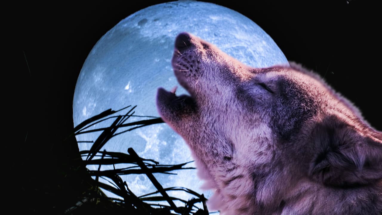 La primera Luna llena 'de lobo' iluminará el cielo este 25 de enero: ¿qué significa y cómo verla?