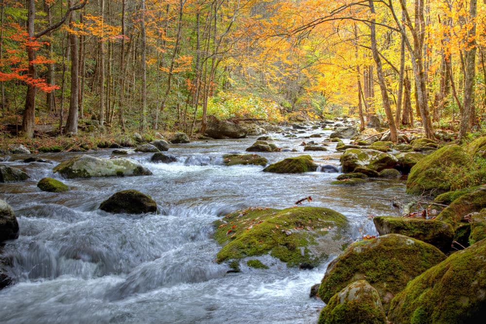 Great Smoky Mountain park se ubica al límite entre Carolina del Norte y Tennessee. La entrada es gratuita y ofrece no solo paisajes espectaculares, sino acceso a una diversidad enorme de plantas y animales que habitan este parque.