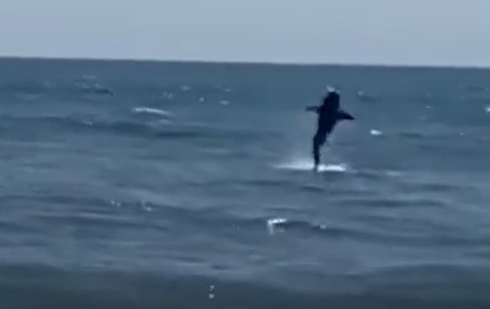 En nuevo avistamiento, paseantes captaron a un tiburón nadando cerca de bañistas en Rockaway Beach. Lo que ocasionó el cierre de la playa.
