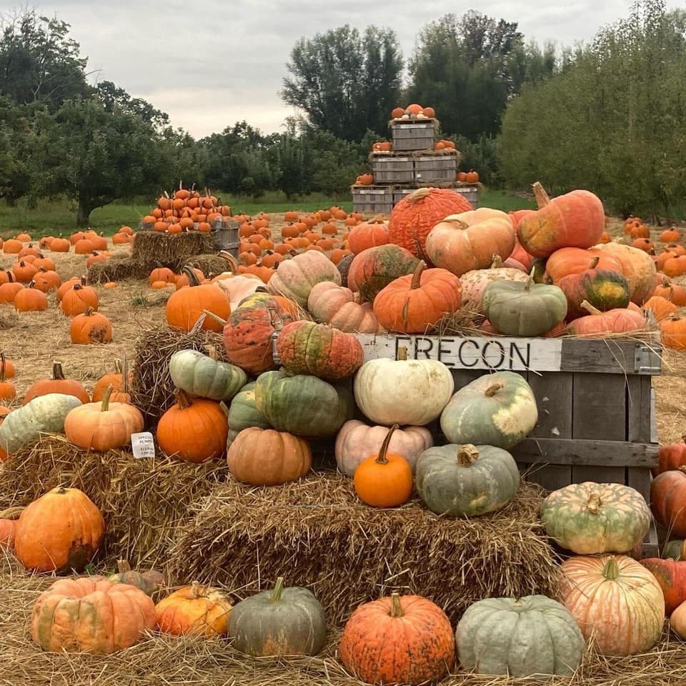 <b><a href="https://freconfarms.com/">Frecon Farms (Boyertown)</a></b>. Aquí puedes recoger todo tipo de cosas en Frecon Farms, incluyendo calabazas, peras y manzanas.
<br>
<br>
<b><a href="https://goo.gl/maps/DfhXKsdAbxRcHqZCA">Cómo llegar</a></b>