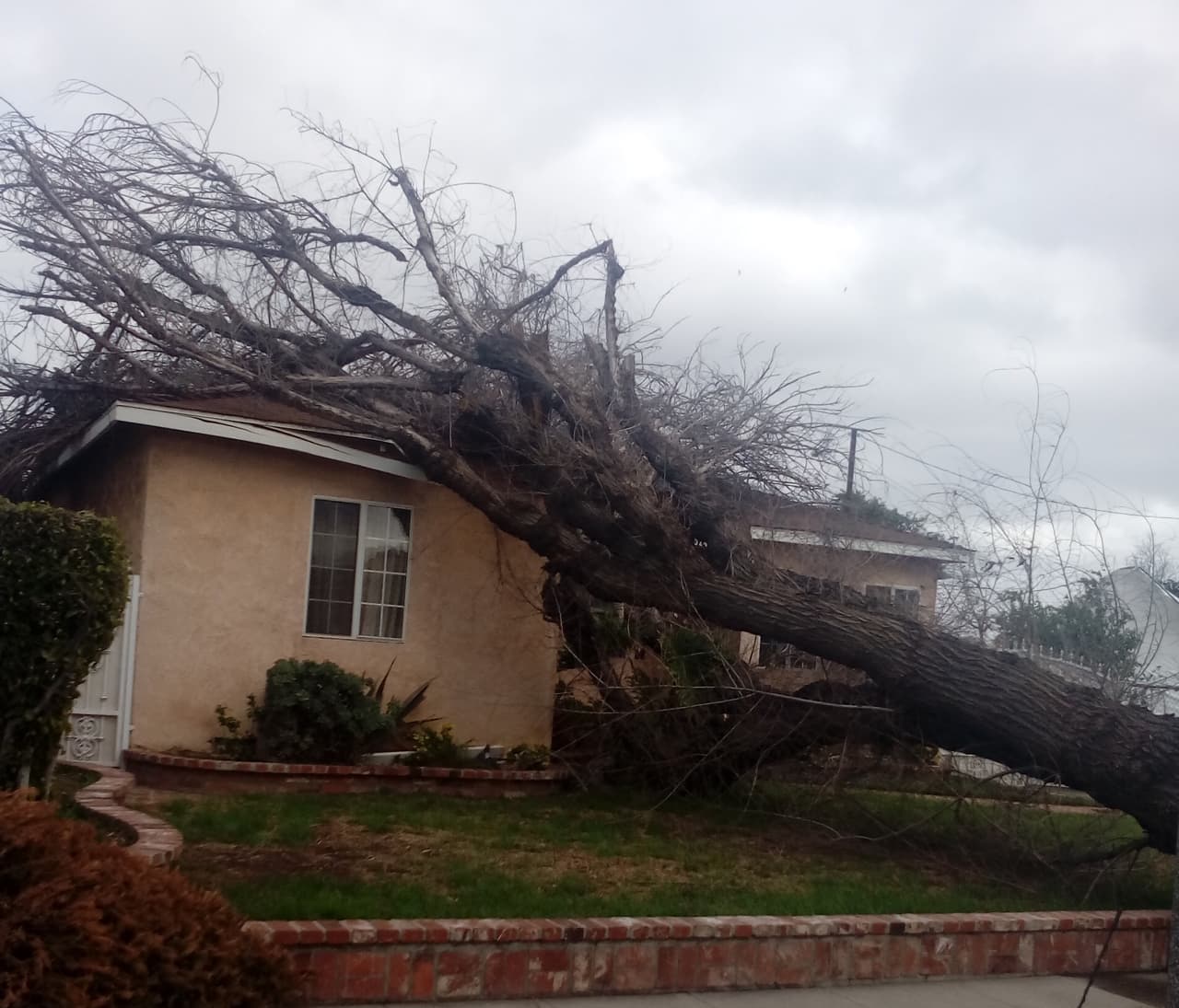 Árbol caído sobre una casa en Long Beach