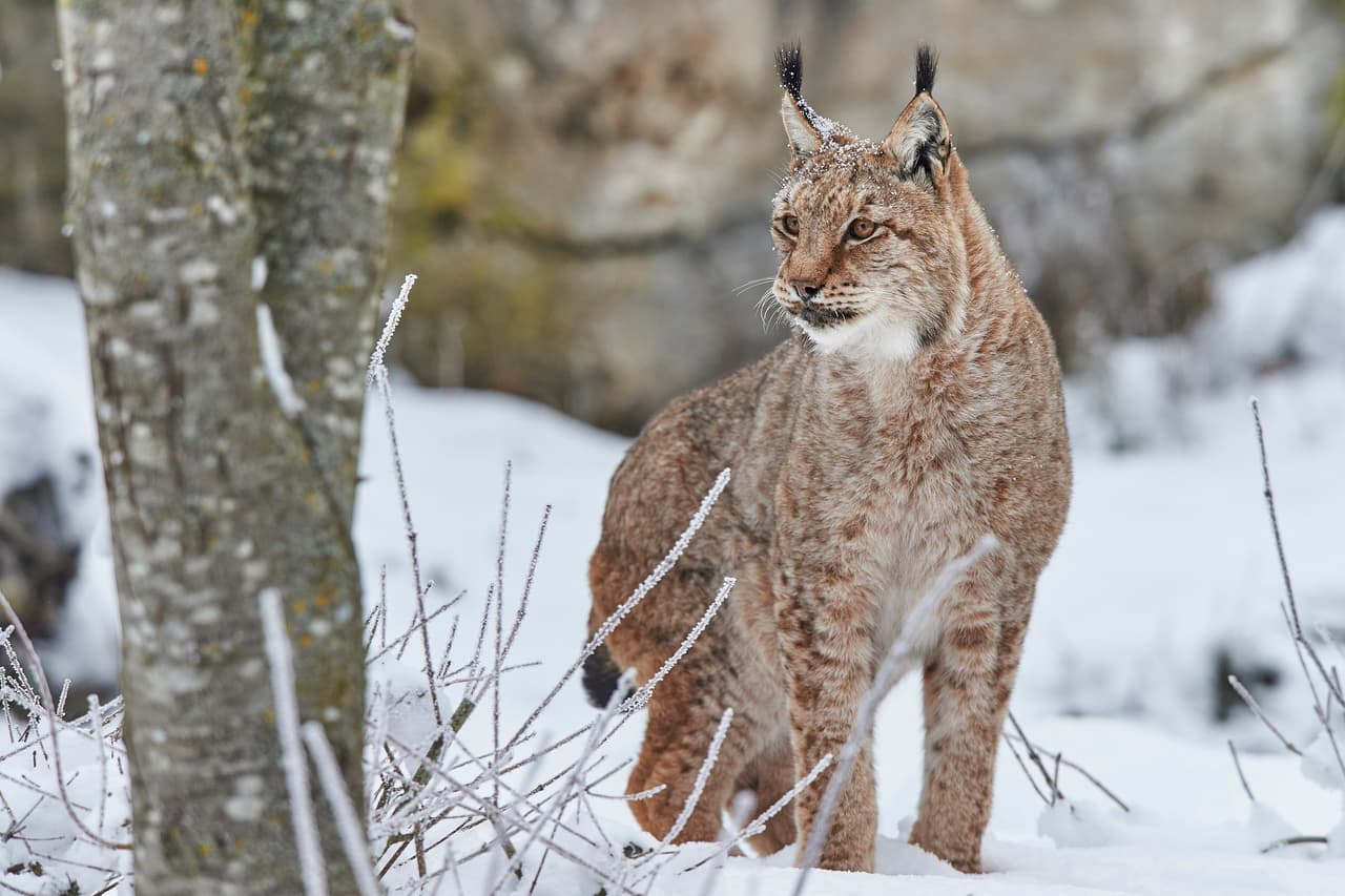 <h3 class="cms-H3-H3">Lince europeo</h3>
<br>
<br>Este felino ha estado extinto en estado salvaje desde hace más de 210 años. Sin embargo, gracias a una serie de programas de reintroducción generados desde la década de 1970 se pudieron recolocar recientemente en países como Suiza, Francia, Italia y Alemania. Los 
<a href="https://www.univision.com/temas/investigacion">investigadores</a> siguen intentando 
<b>resolver la fragmentación de estas poblaciones para poder conectar a los grupos diversos que están aislados por todo el continente. </b>