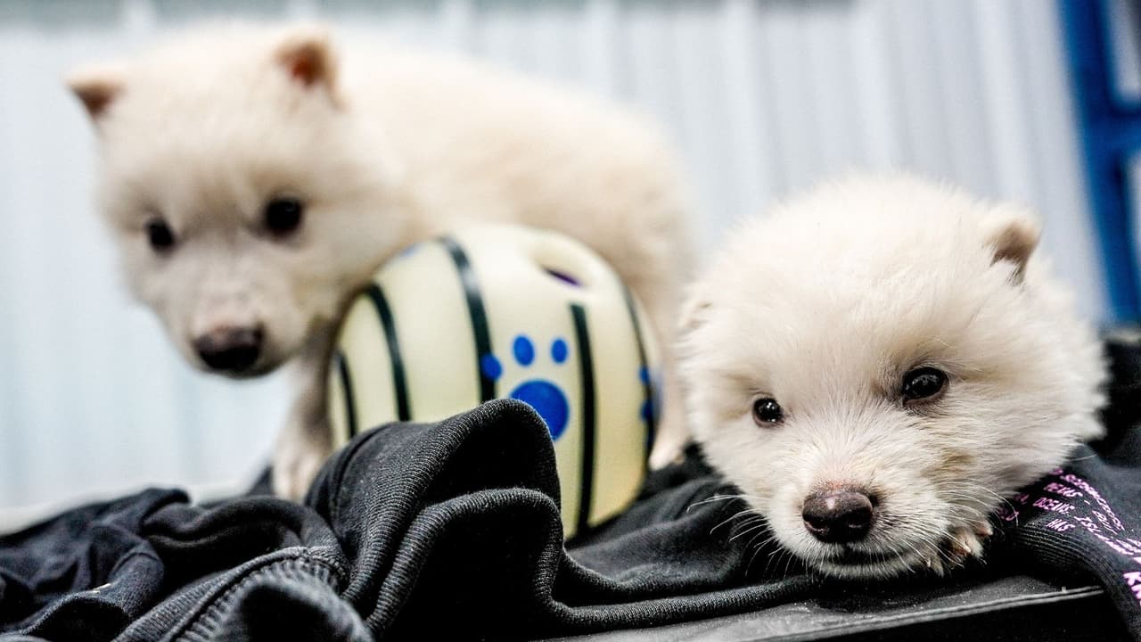 <h3 class="cms-H3-H3">¿Por qué importa esto? </h3>
<br>
<b>Porque no se trata solo de revivir el pasado.</b> La tecnología que se usó para traer de vuelta a los lobos terribles también sirve para ayudar a salvar especies que hoy están al borde de la extinción. Un ejemplo claro es el lobo rojo, un animal nativo del sureste de Estados Unidos que estuvo a punto de desaparecer. Usando un método similar, 
<b>la empresa logró que nacieran cuatro lobos rojos más, aumentando su diversidad genética y abriendo una puerta para su recuperación.</b>