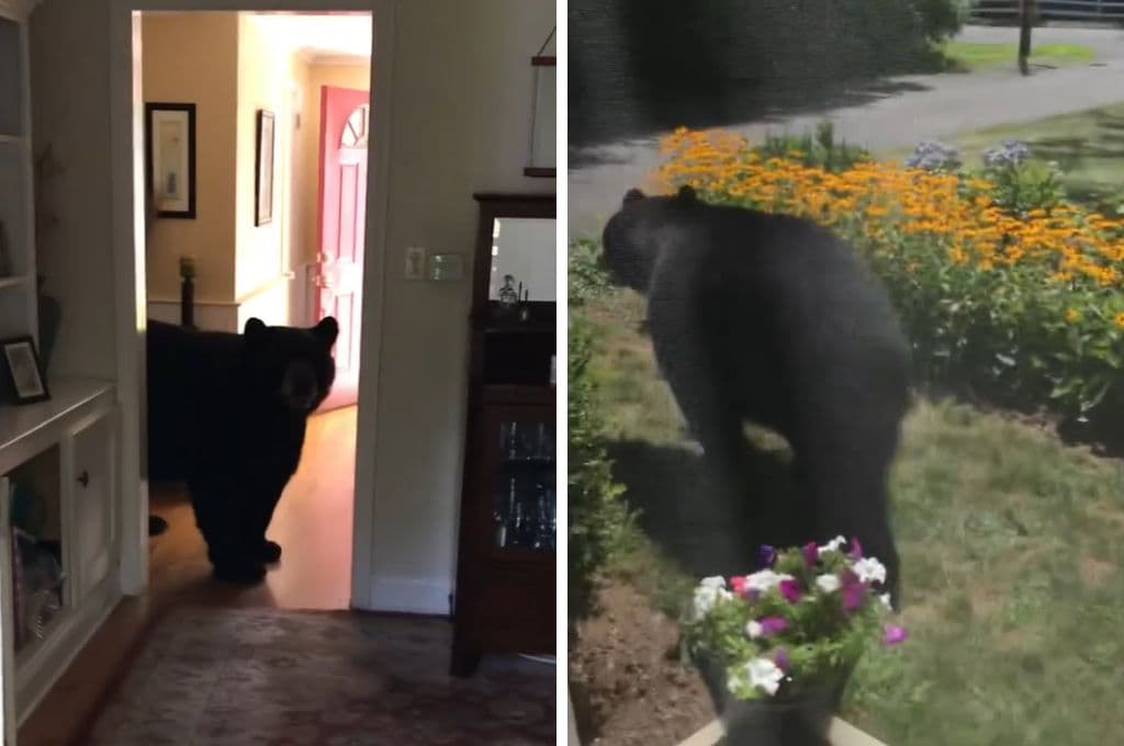 Oso se mete a cocina de casa en Connecticut y roba bombones