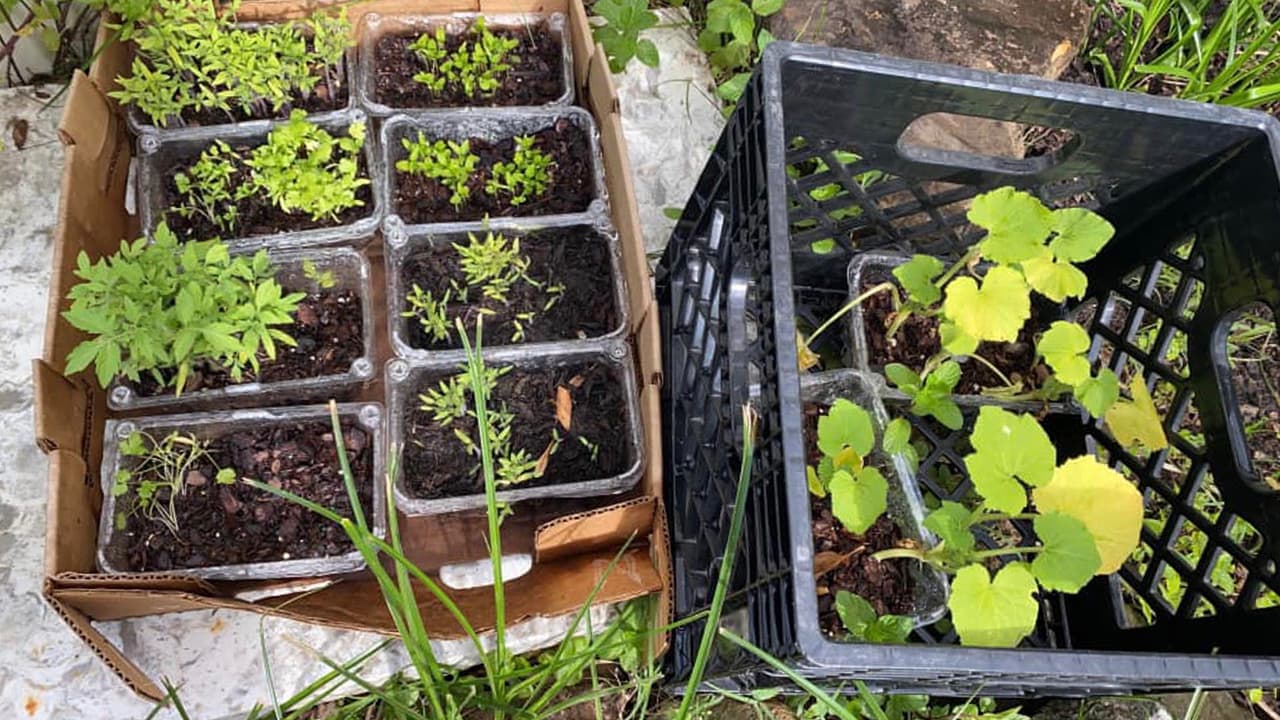 "Yo sembre cilantro, tomate, chiles".